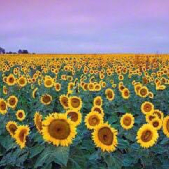 Meet your Posher, Lexy - Picture 1 of 1